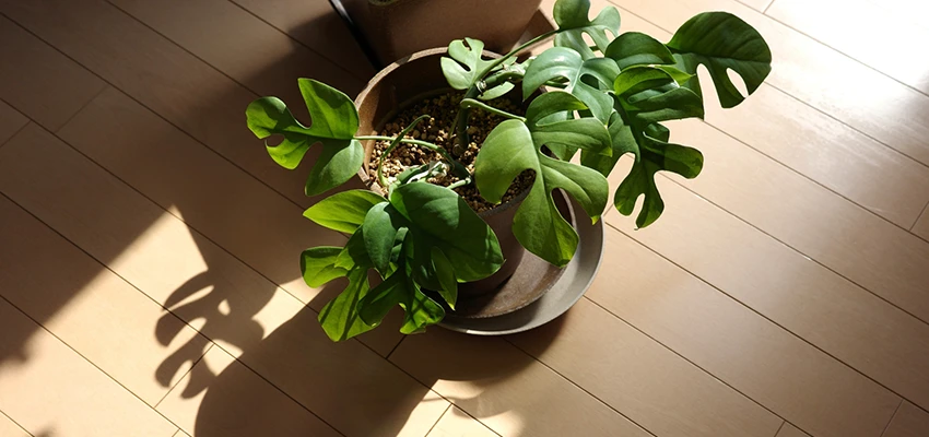 観葉植物のある空間