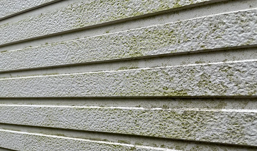 外壁に生えた緑の苔のクローズアップ