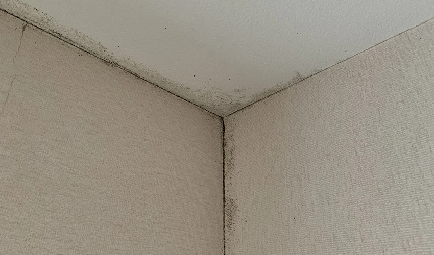 壁の湿気とカビのイメージ