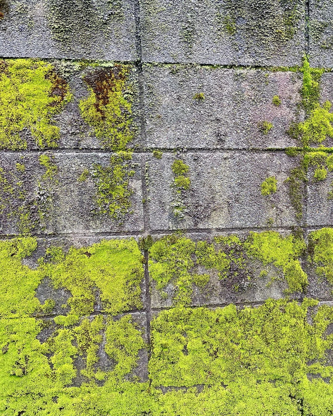 湿気・苔のイメージ